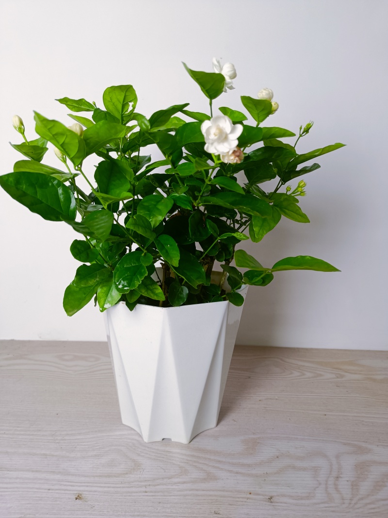 横州茉莉花