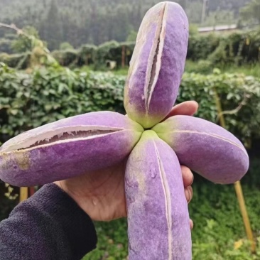 贵州八月瓜产地直批自己家种有几十亩，量大管够