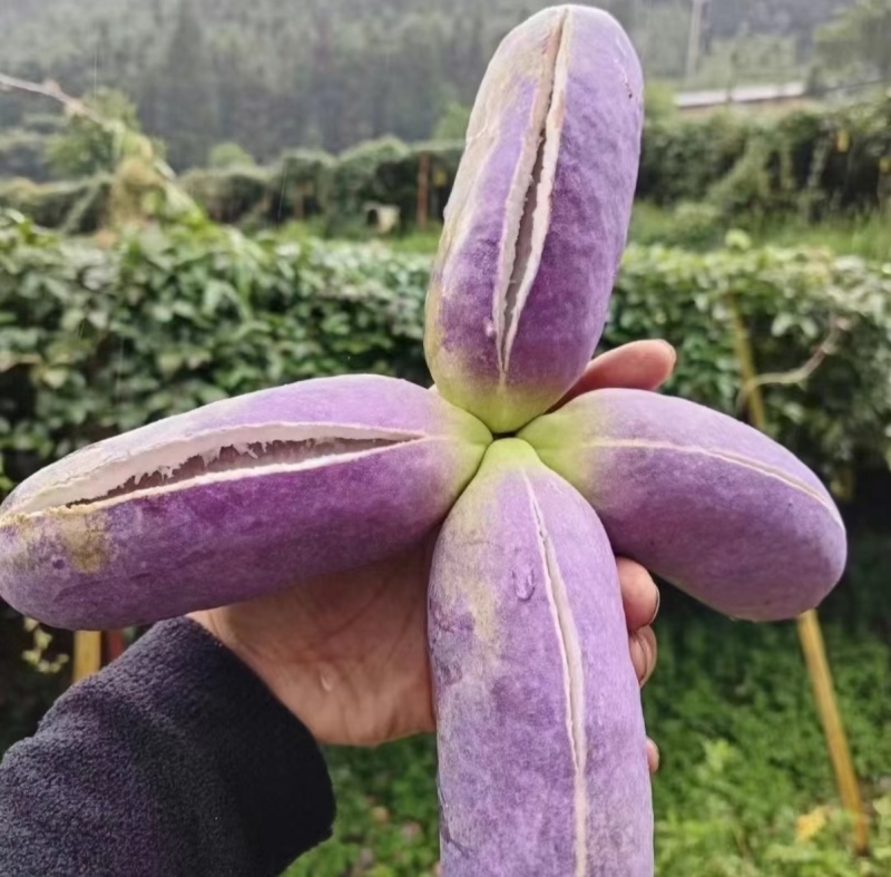贵州八月瓜产地直批自己家种有几十亩，量大管够