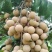 广西平南石硖龙眼1.2元/斤起