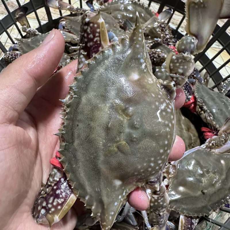 鲜活花脐蟹三角蟹小娘蟹梭子蟹连云港一手货源