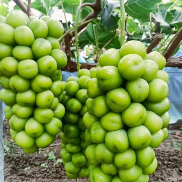 精品货颗粒12-15克串形紧凑。***********