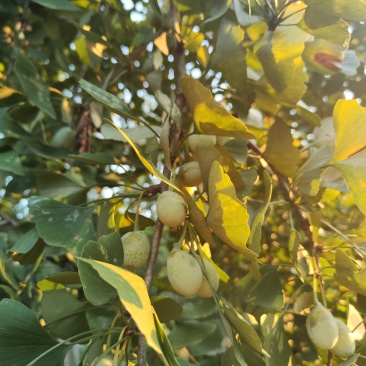 新鲜白果