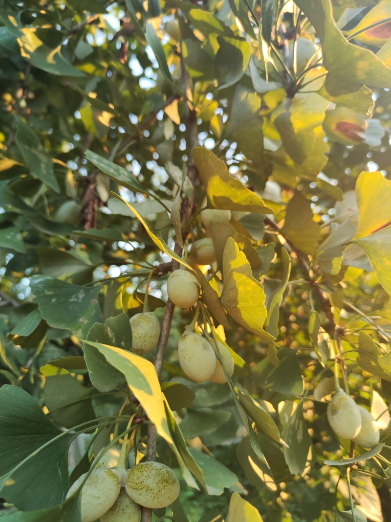 新鲜白果