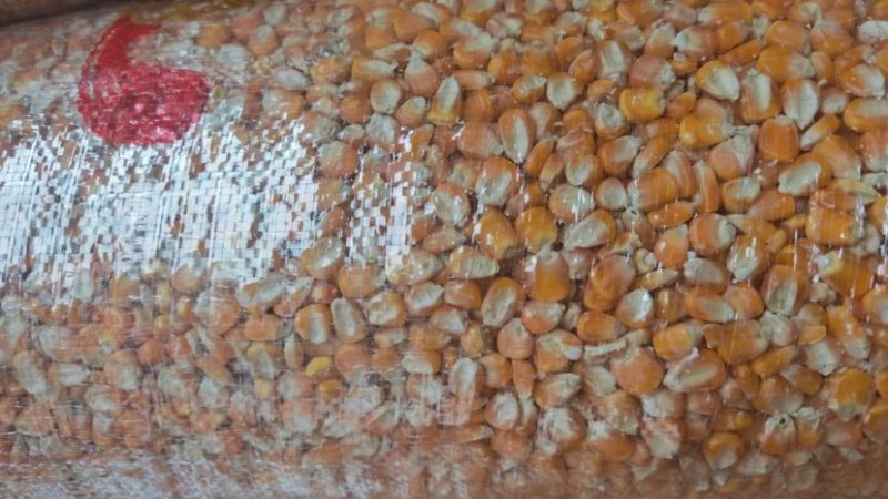干玉米粒，黄玉米粒。价格优惠便宜啦