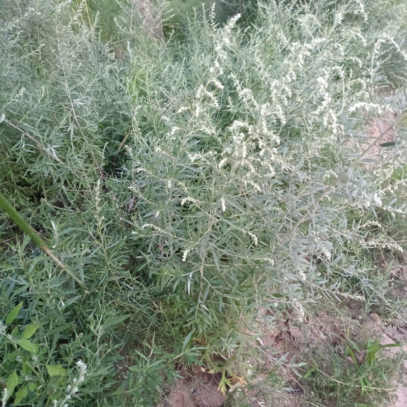 野生艾蒿
