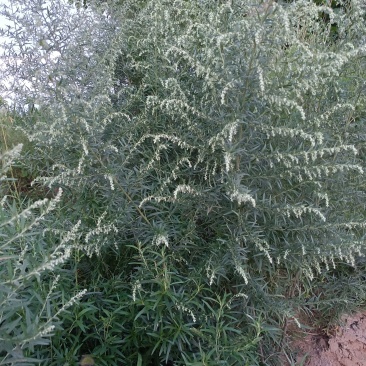 野生艾蒿