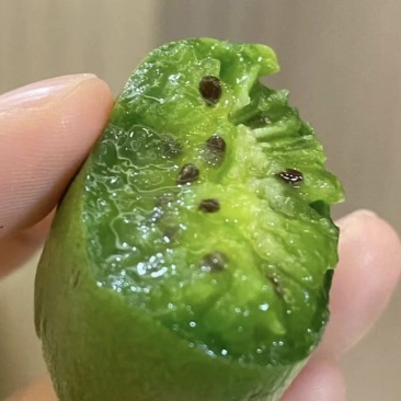 软枣猕猴桃🥝量大可谈，一件代发对接各平台电商，价格低品质好