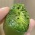 软枣猕猴桃🥝量大可谈，一件代发对接各平台电商，价格低品质好