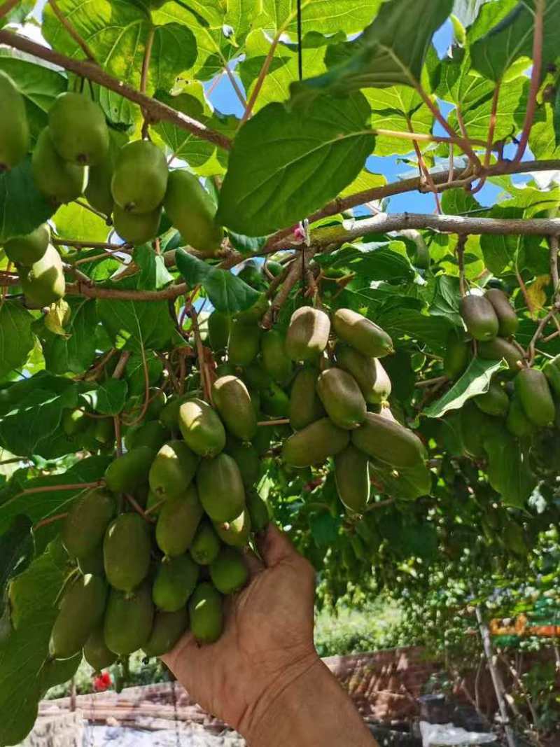 软枣猕猴桃🥝量大可谈，一件代发对接各平台电商，价格低品质好