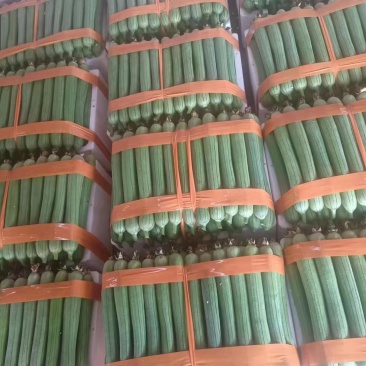 精品油皮丝瓜一手货源每天现摘现发