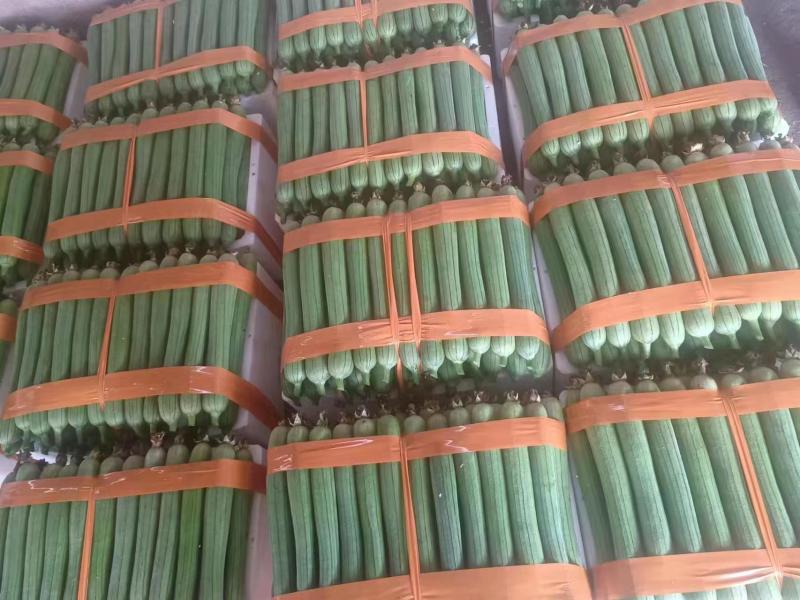 精品油皮丝瓜一手货源每天现摘现发