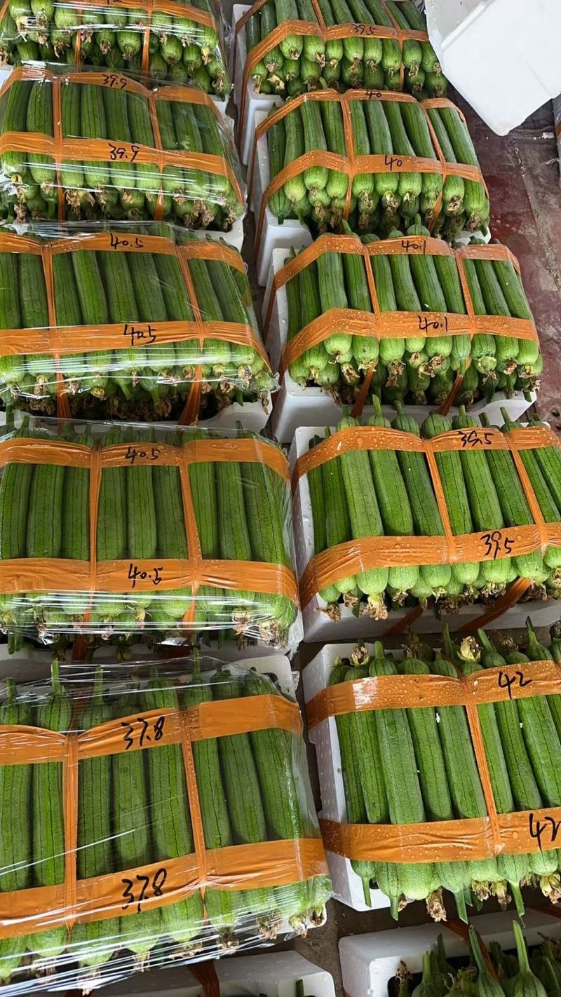精品油皮丝瓜一手货源每天现摘现发