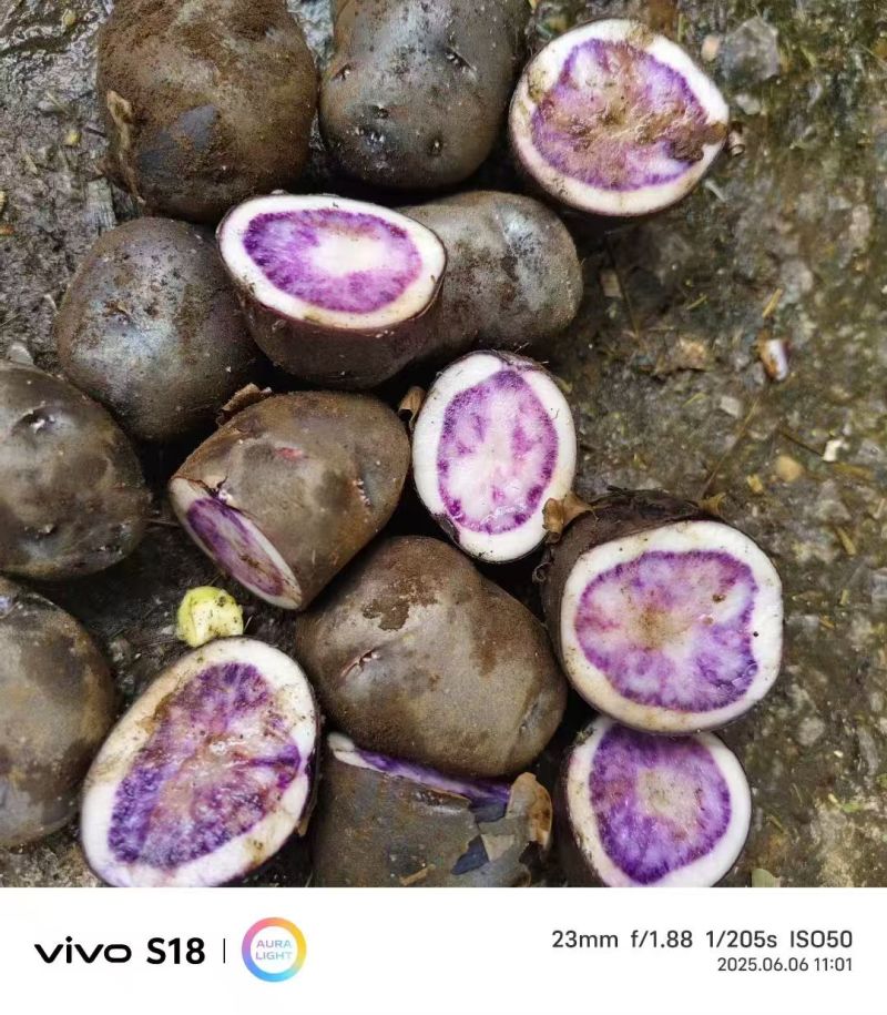 盘州七彩土豆