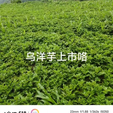 盘州七彩土豆