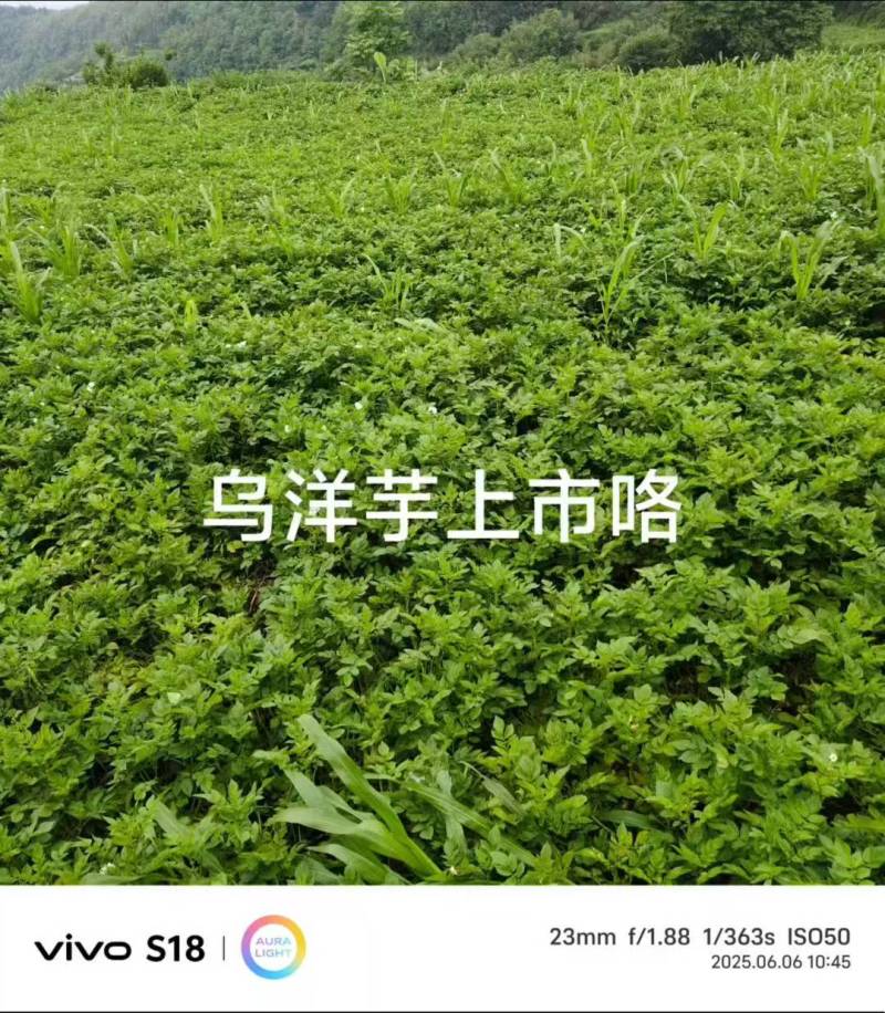 盘州七彩土豆