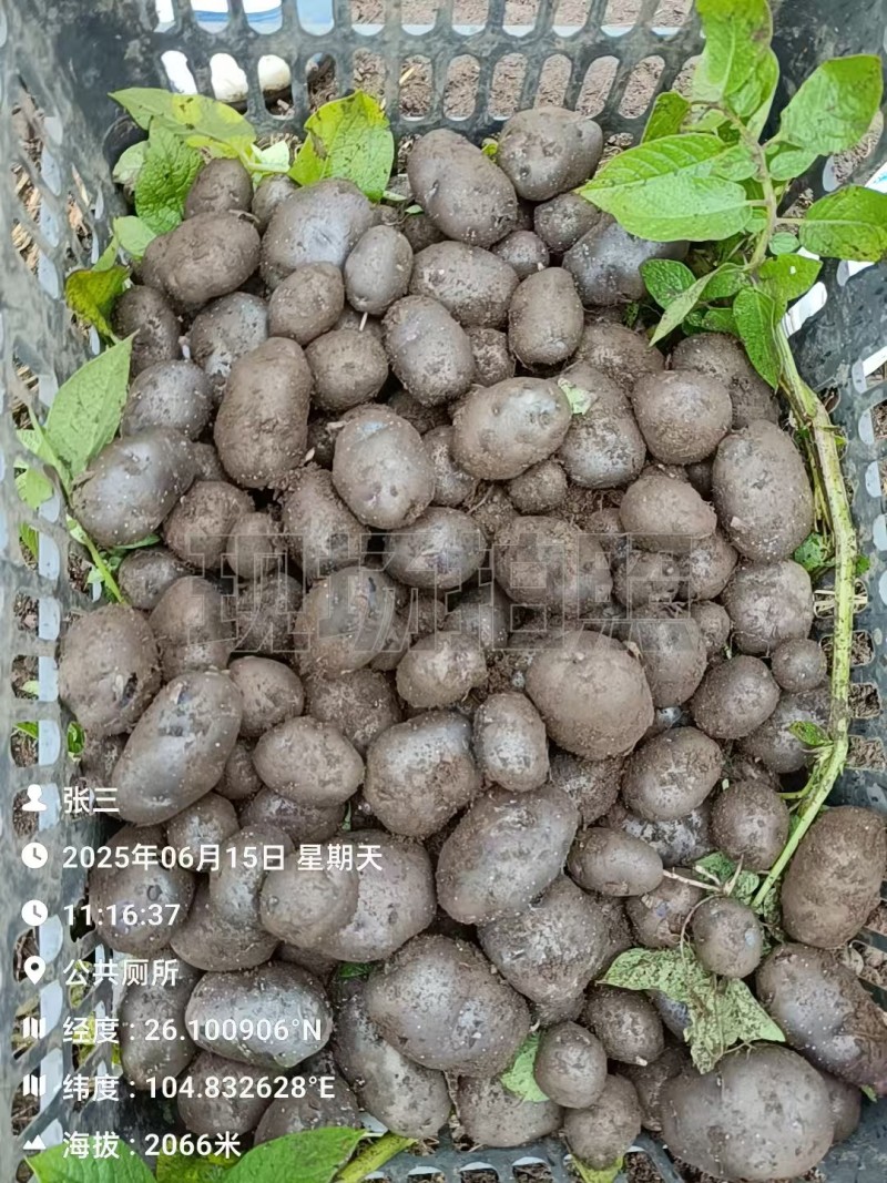 盘州七彩土豆