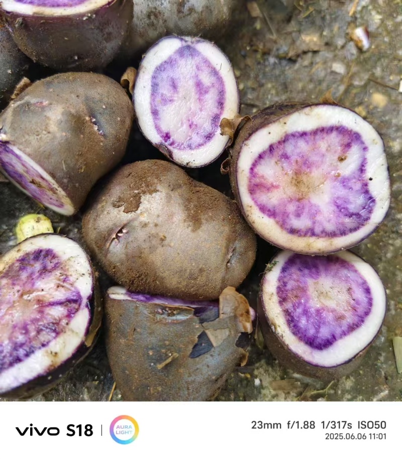 盘州七彩土豆