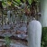 白霜冬瓜
