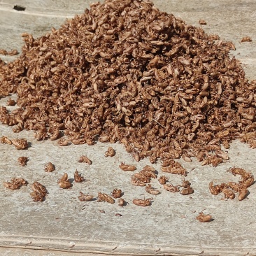 竹林金蝉衣3.5cm左右