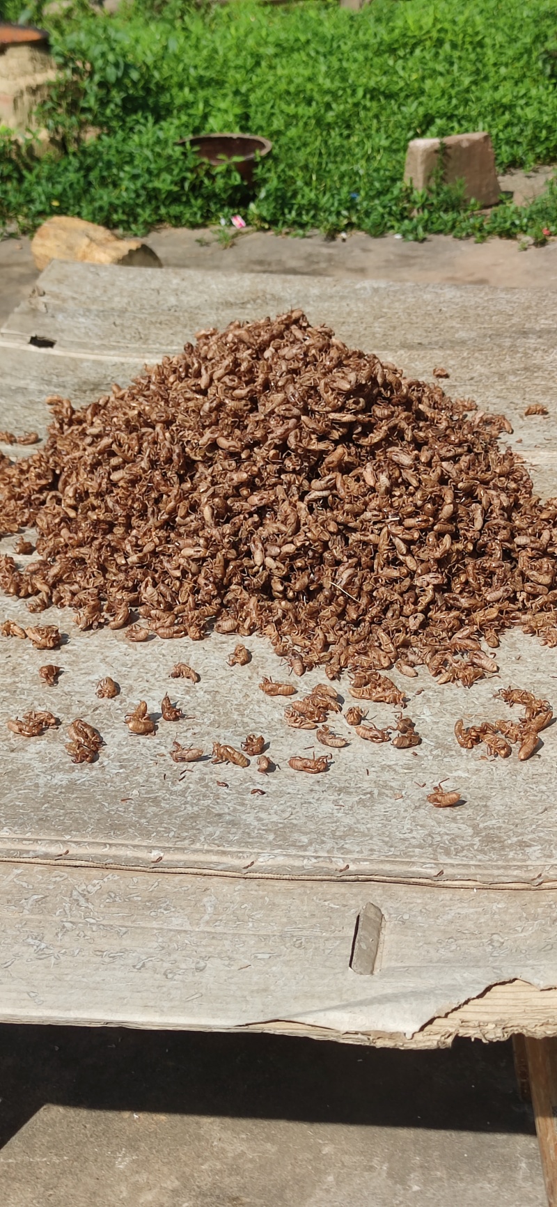 竹林金蝉衣3.5cm左右
