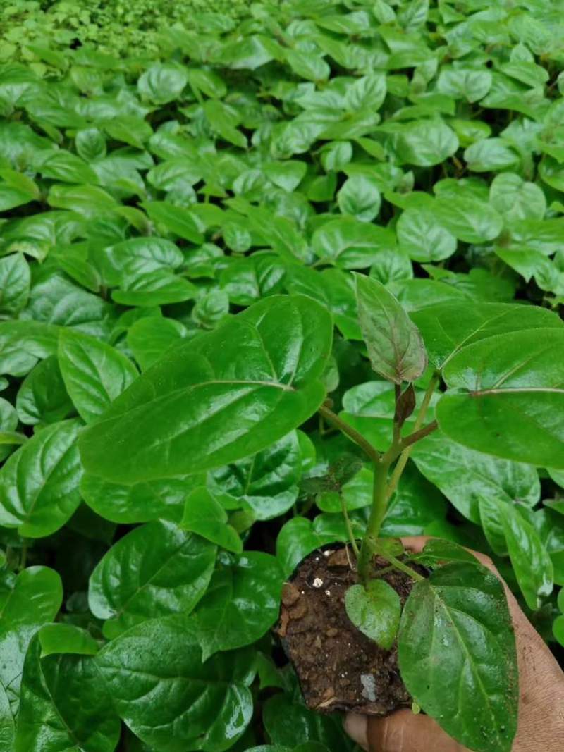 大树番茄苗12223333333333333322222