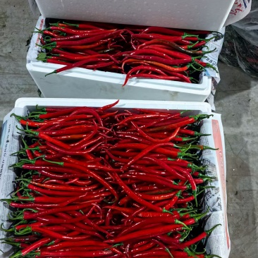 瑞辣二荆条3号红椒青椒