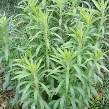 飞蓬草
