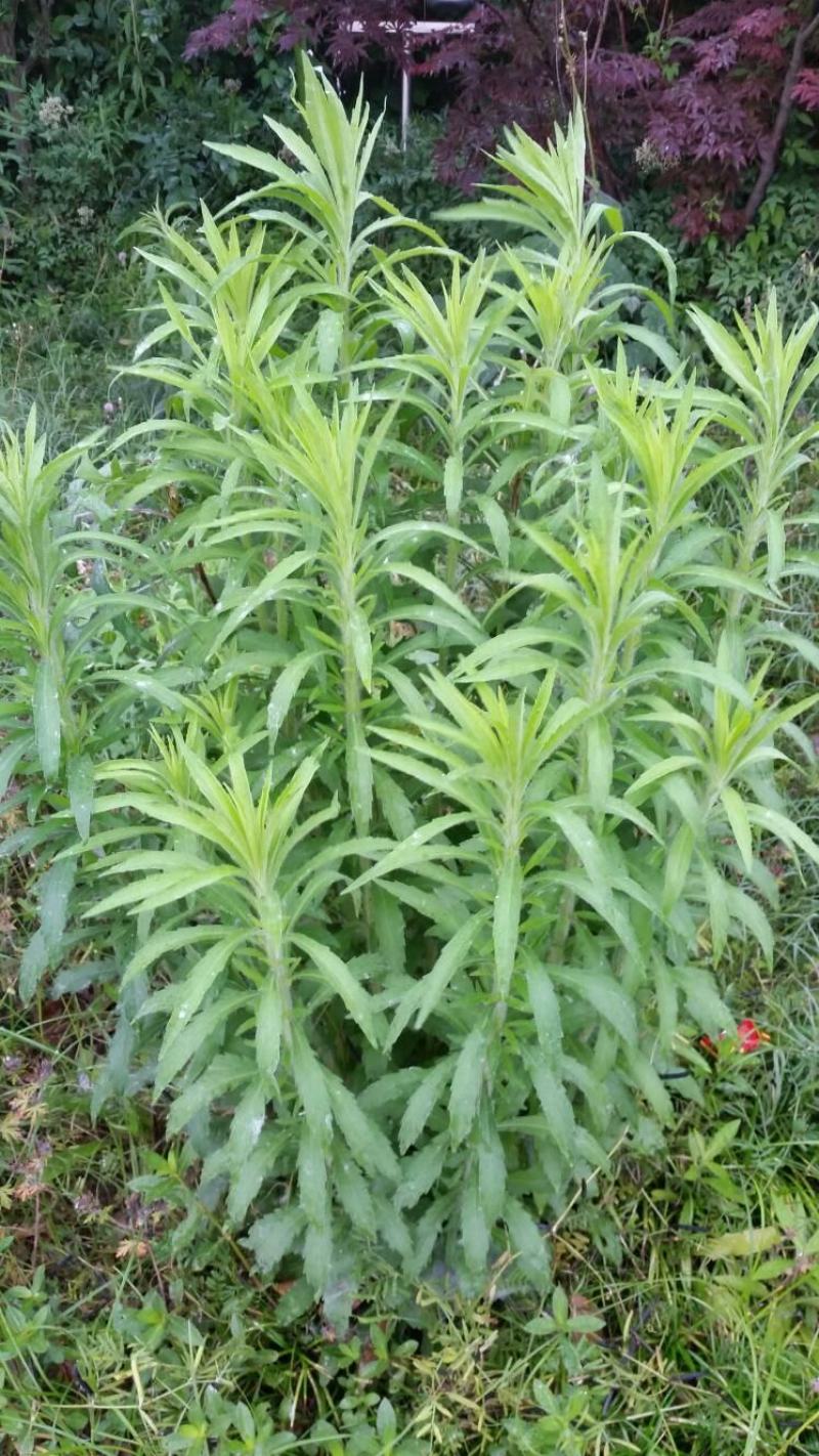 飞蓬草