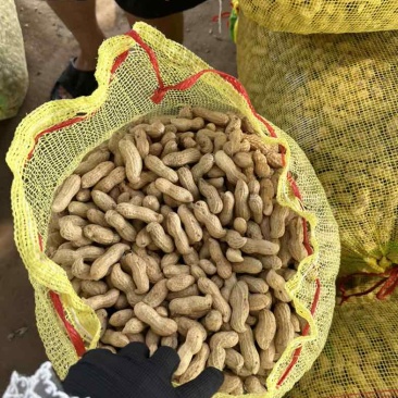 开封鲜花生现出先发保质保量诚信经营非诚勿扰