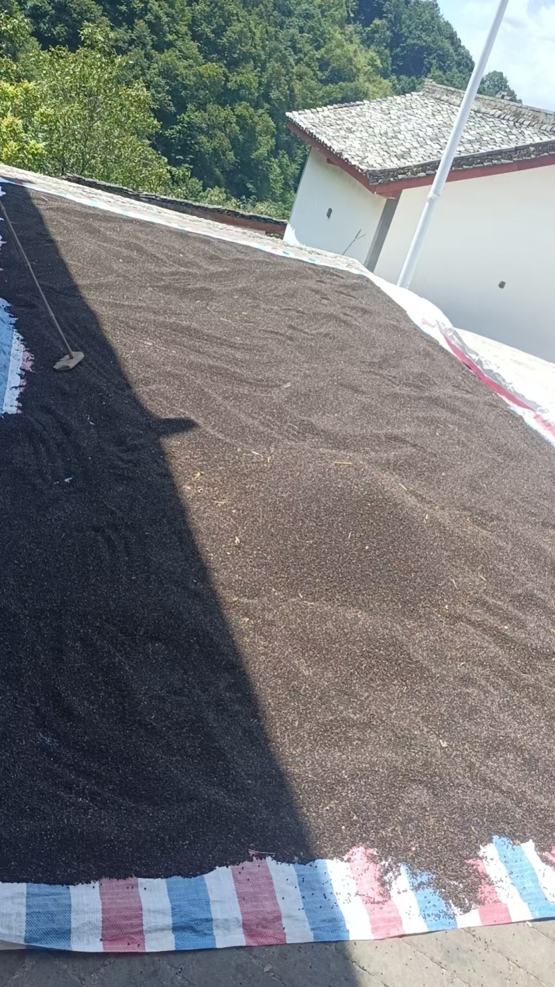 黑苦荞现货4000斤需要的老板联系