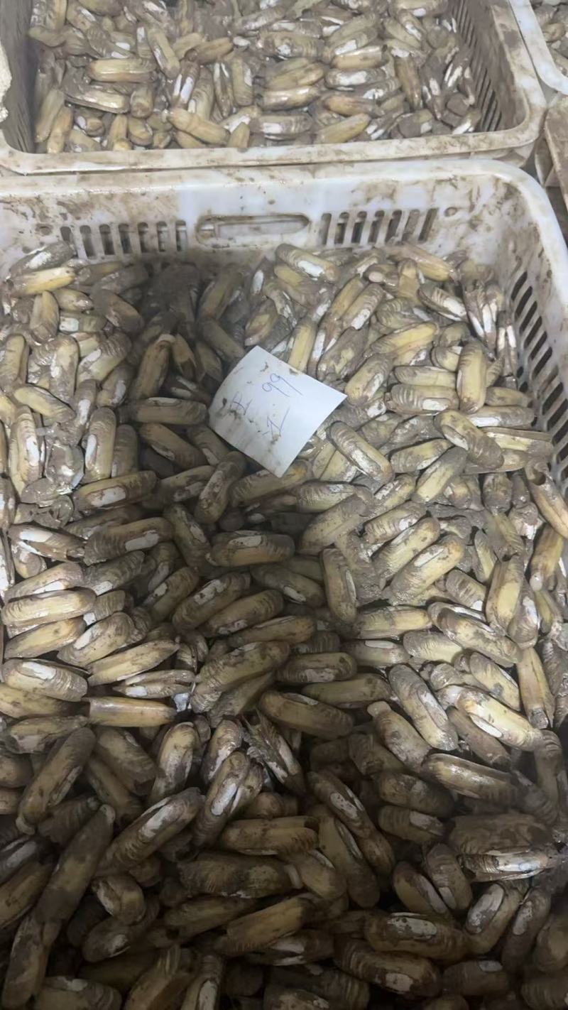 海蛏子淡水蛏子指甲螺批发酒店餐饮食材公司源头发货