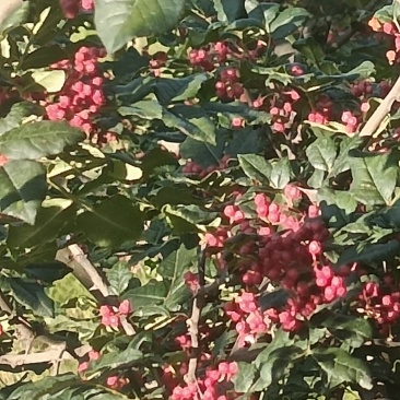 甘谷花椒