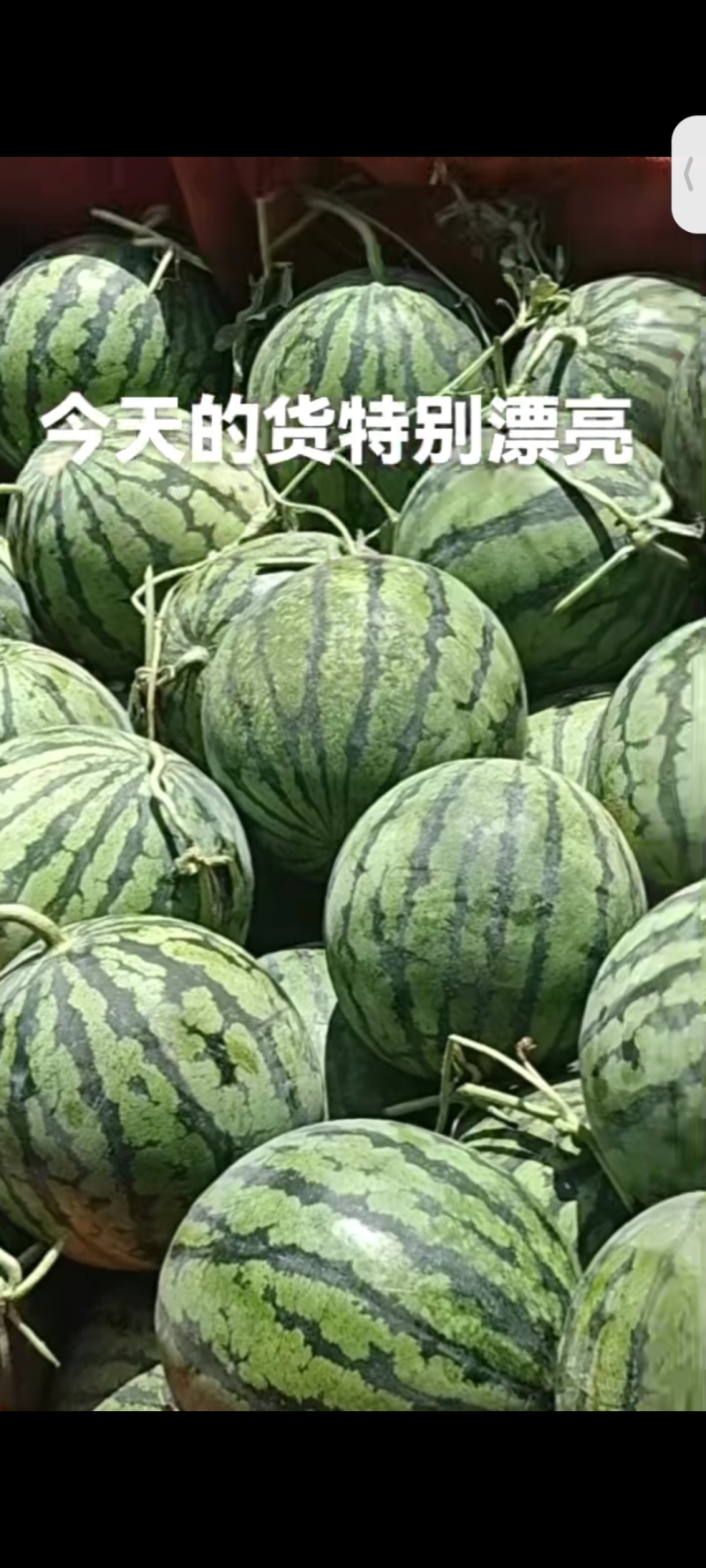 保质保量西瓜支持拿样