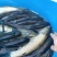 草鱼，罗非鱼，红鲳鱼，鲤鱼