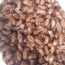 陕西吴鹰壳