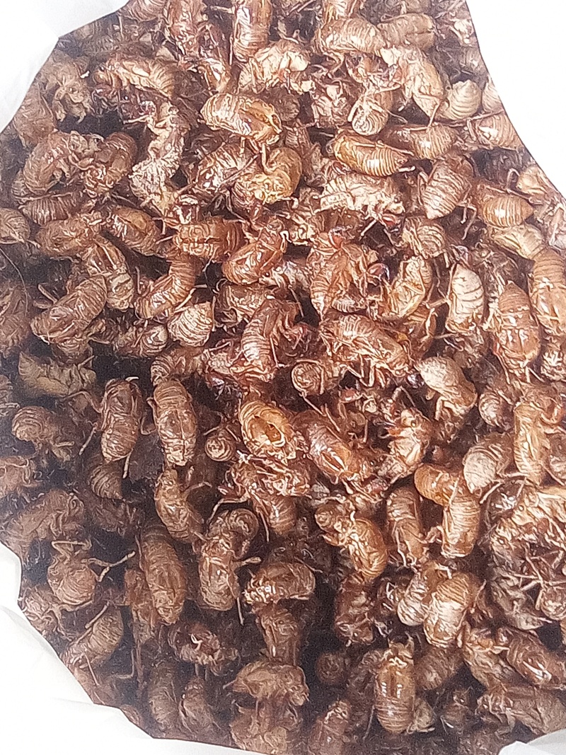 陕西吴鹰壳
