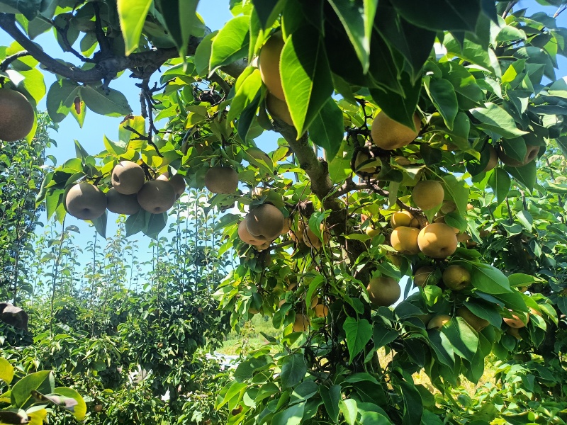 黄花梨