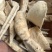 农家白芷（香料）产地