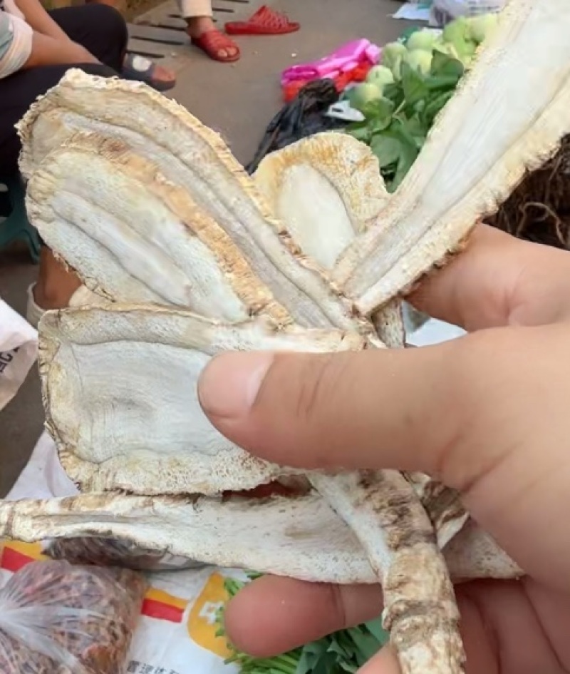农家白芷（香料）产地