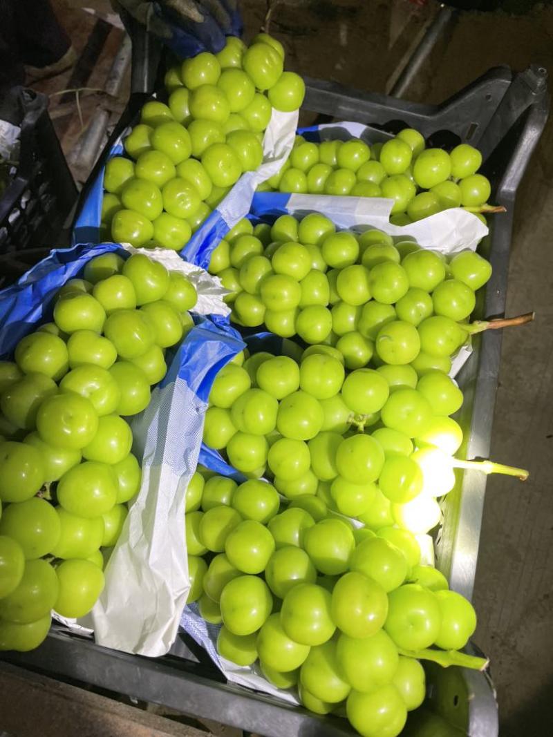 阳光玫瑰（支持市场、商超、批发）
