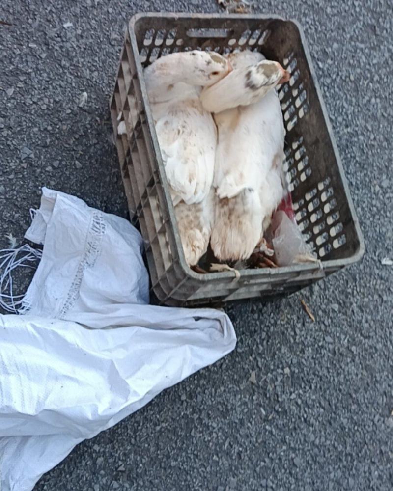 三花鹅
