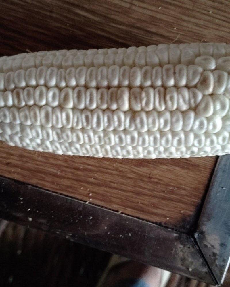 玉米