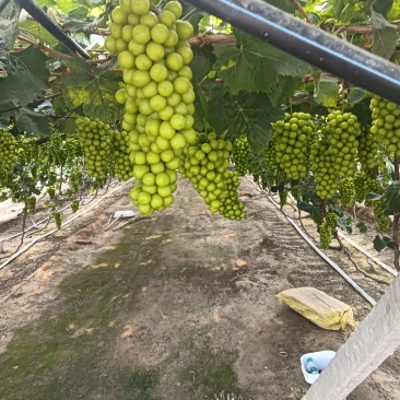 辽南促早二层膜阳光玫瑰葡萄挂好\粒大\口香甜欢迎来电