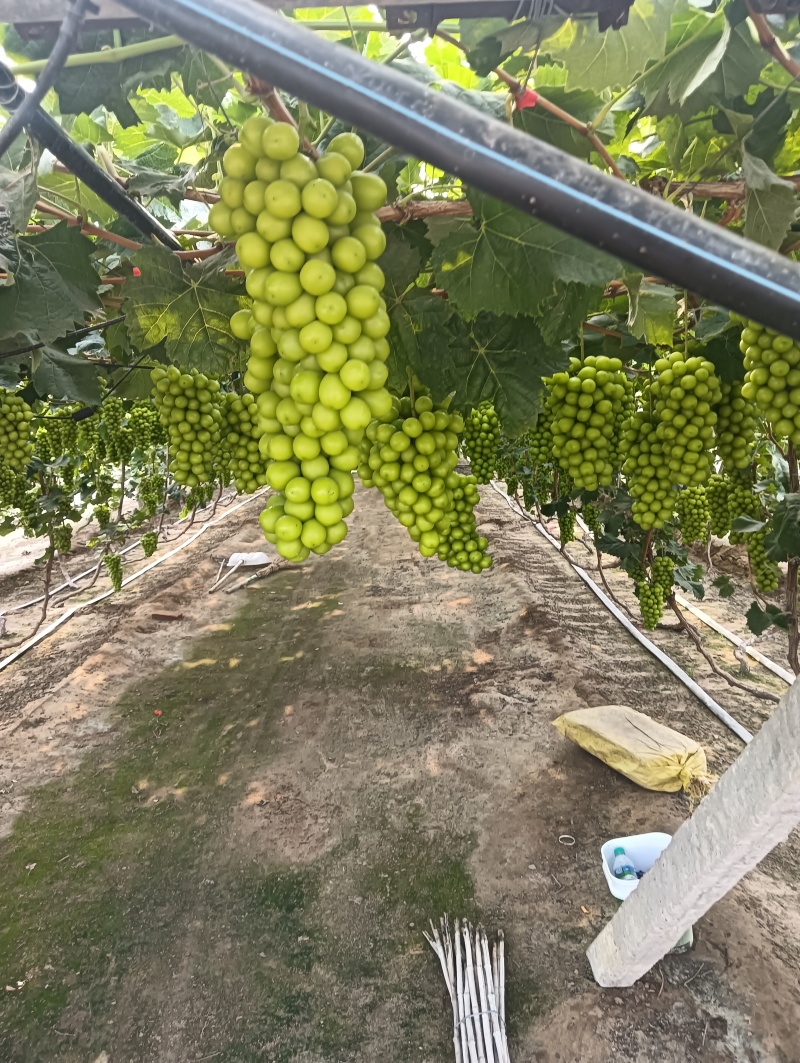 辽南促早二层膜阳光玫瑰葡萄挂好\粒大\口香甜欢迎来电