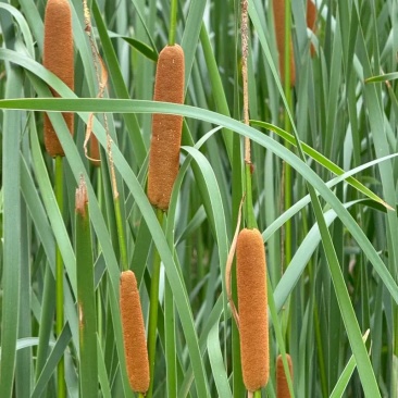 蒲草。烛棒