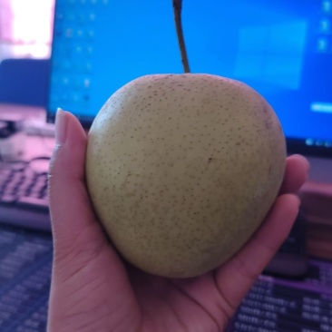 天津宁河七里海皇冠梨