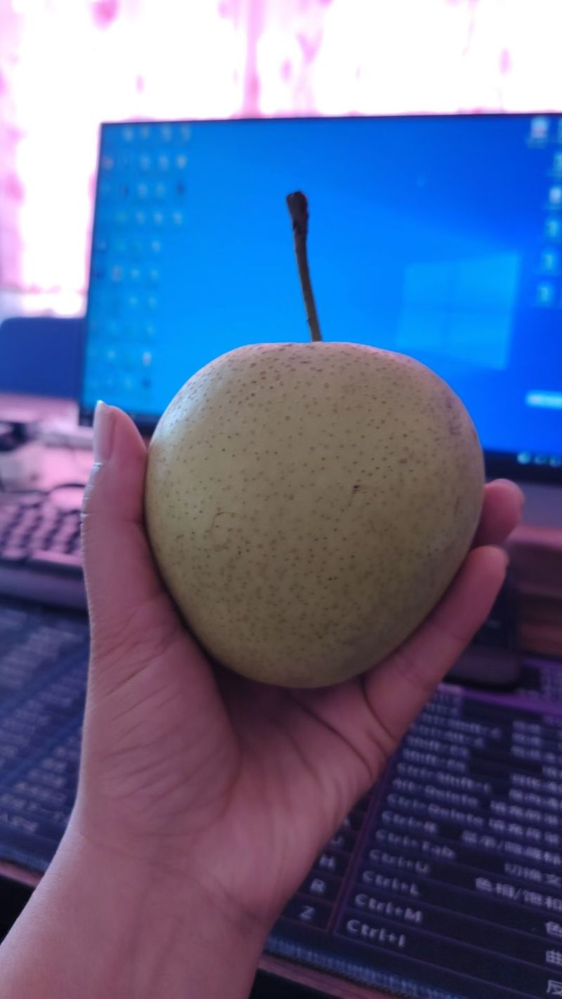 天津宁河七里海皇冠梨