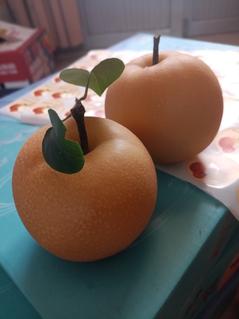 山东莱阳莱西秋月梨