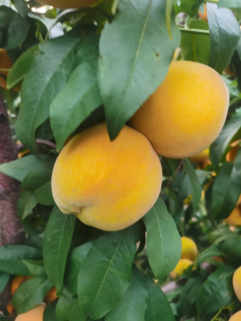 金皇后